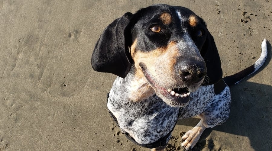 Black and White Spotted Dog in the Sand