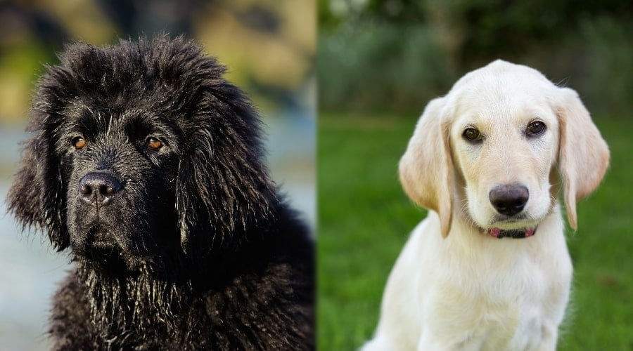 Black and Yellow Colored Puppies