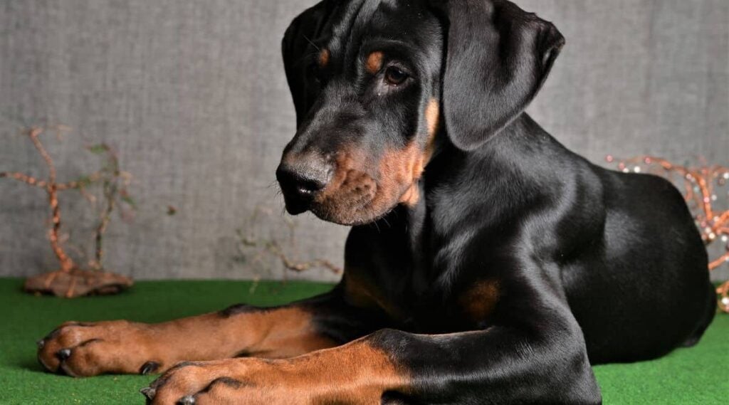 Black and rust Doberman Color sitting on fake grass