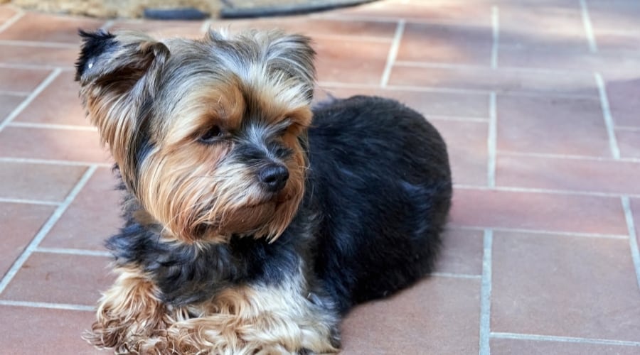 Black and tan yorkie sitting on sidewalk