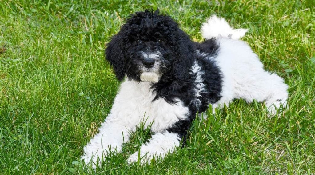 Black and white Goldendoodle sitting in grass.