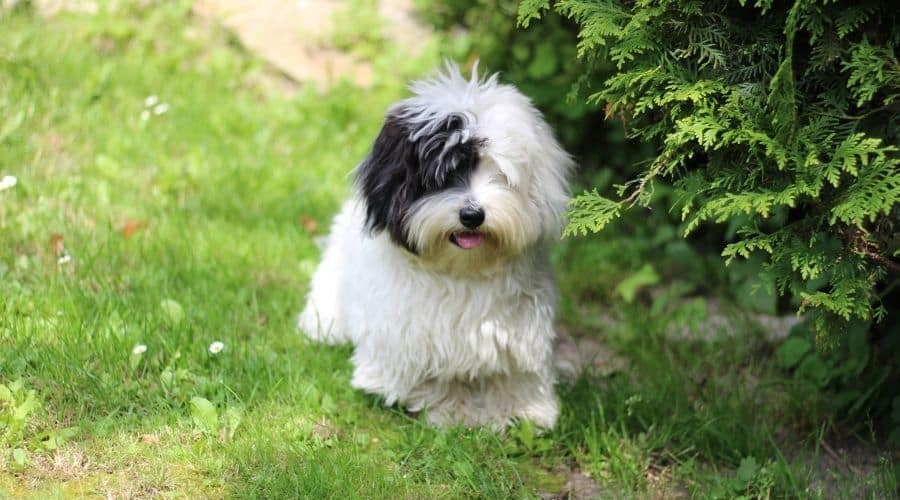 Black and white fluffy dog