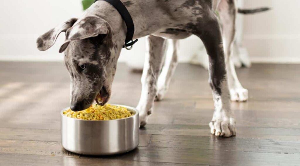 Black and white spotted dog eating food out of a dog bowl on the ground.