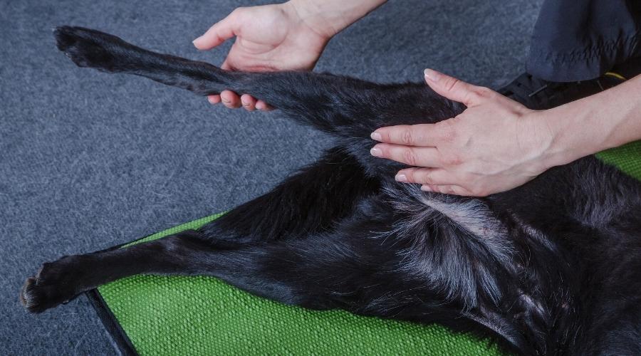 Dog with hip and leg being examined.