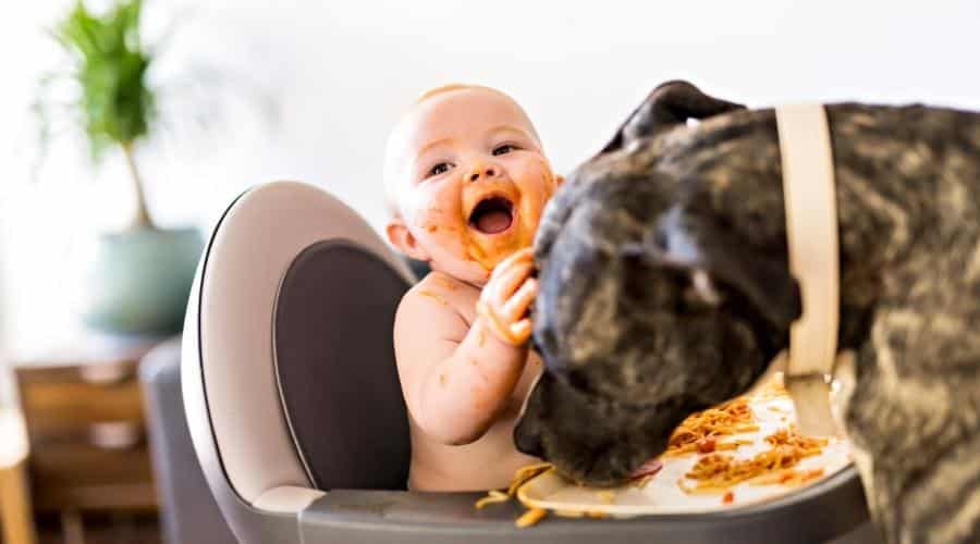 Black dog licking baby's high chair with Spaghetti on it
