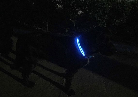 Black dog walking on pavement outside at night with blue LED collar around neck