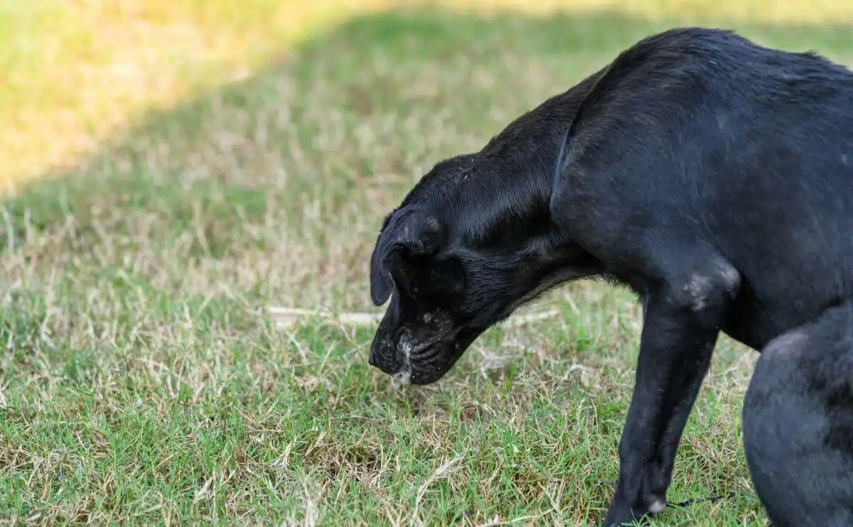 Black dog with HGE throwing up in the grass