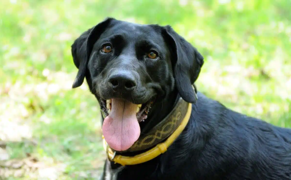 Black lab wearing a flea and tick collar