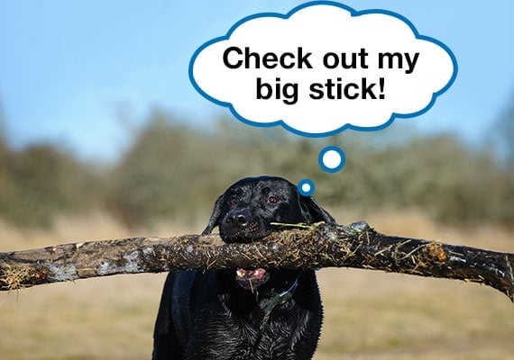 Black Labrador holding big stick in mouth