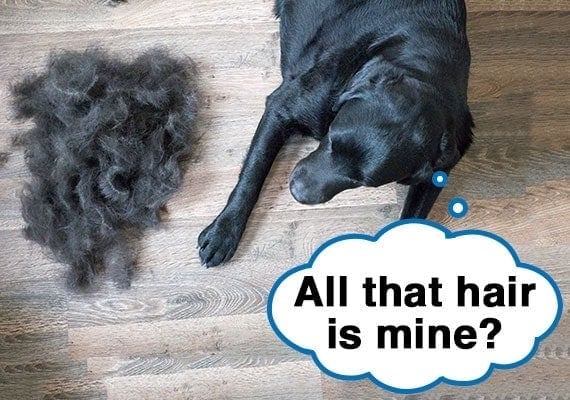 Black labrador looking at all the hair he shed piled on wooden floor