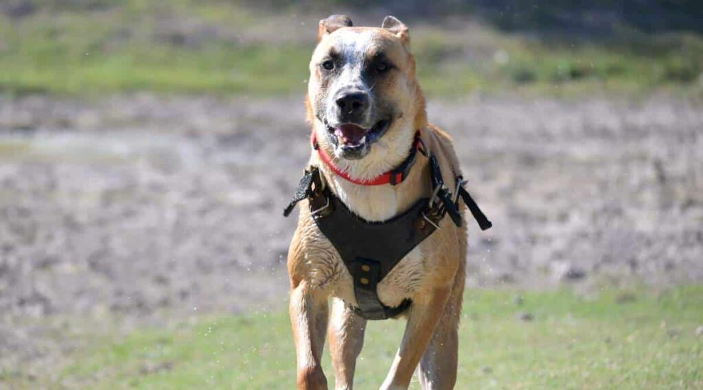 Black mouth cur, Dog running outside
