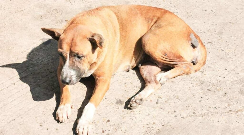 Black mouth cur in the sun in dirt needing to be rescued