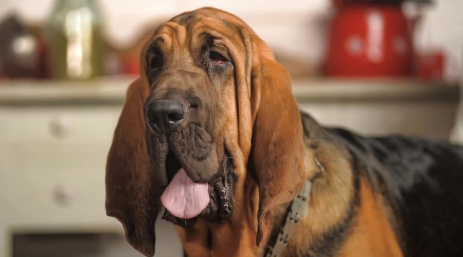 Bloodhound face up close.