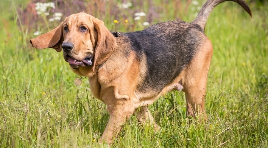 Bloodhound walking outside.