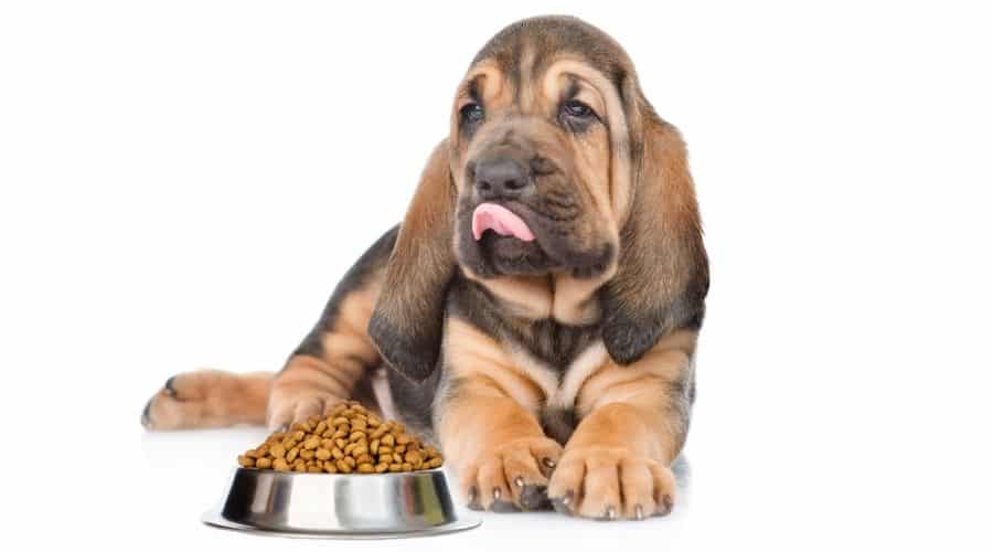 Bloodhound puppy next to bowl of food
