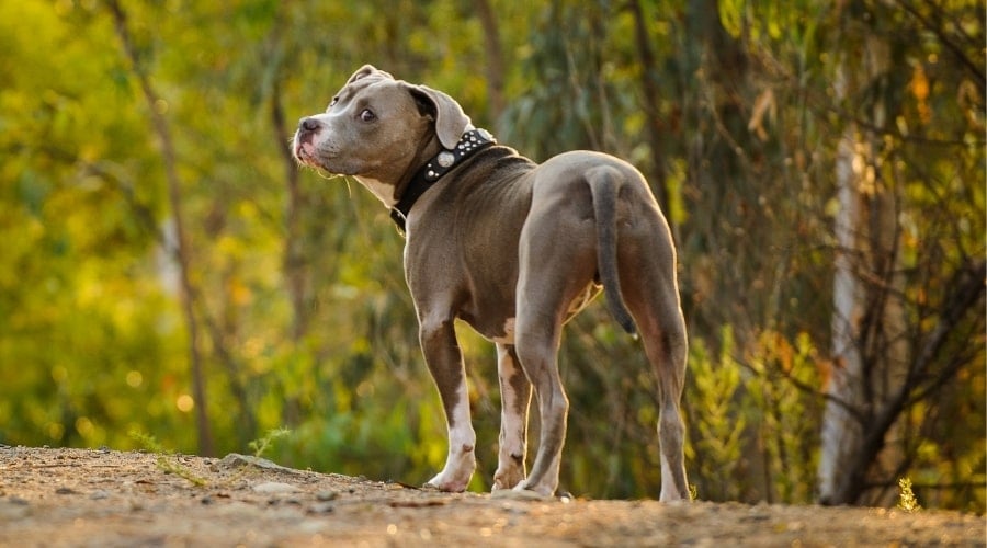 Blue APBT Standing on a Road