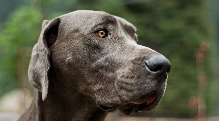 Blue Coated Great Dane