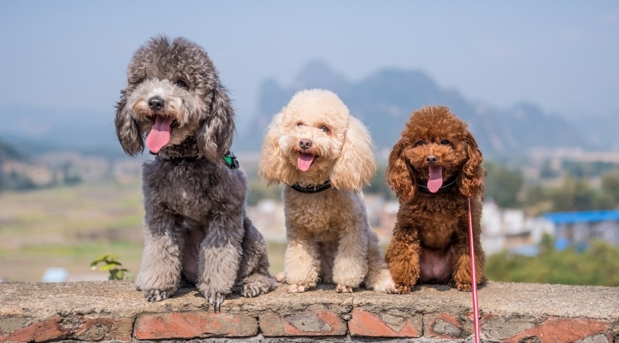 3 different colored Poodles sitting on ledge.