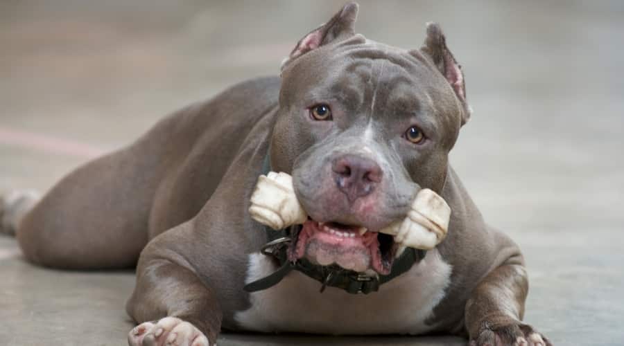 Blue Dog Chewing on a Bone