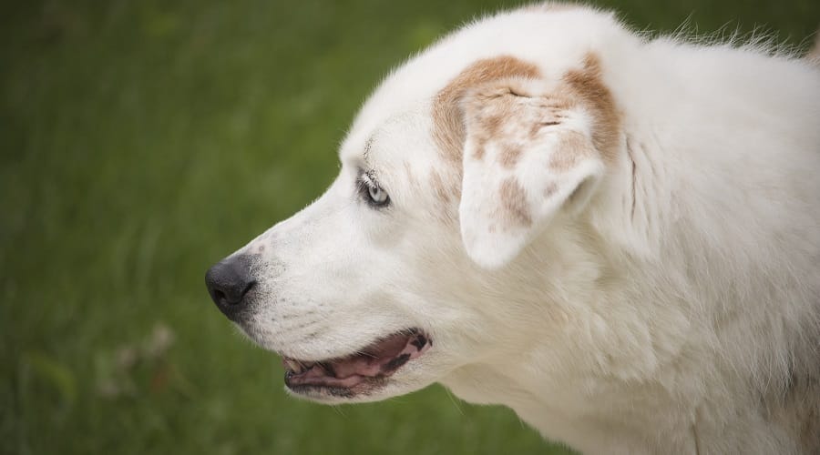 Blue Eyed Aussiedor