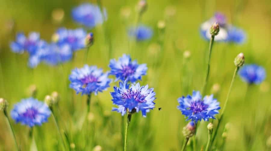 Blue Flowers in a Field