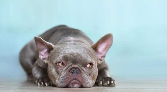 French Bulldog Lifespan: How Long Do French Bulldogs Live? - Canine Journal