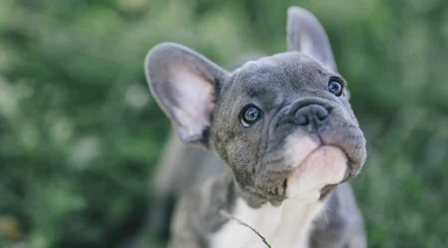 Blue French Bulldog in Grass