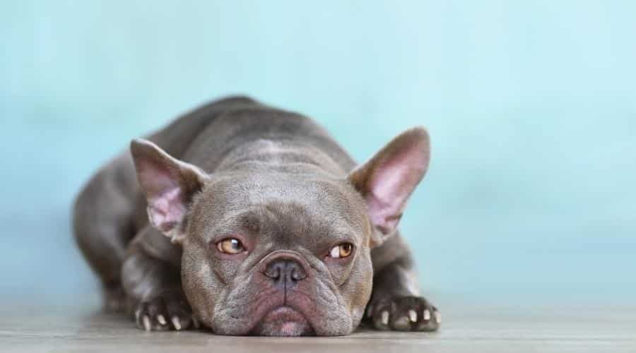 Merle French Bulldog