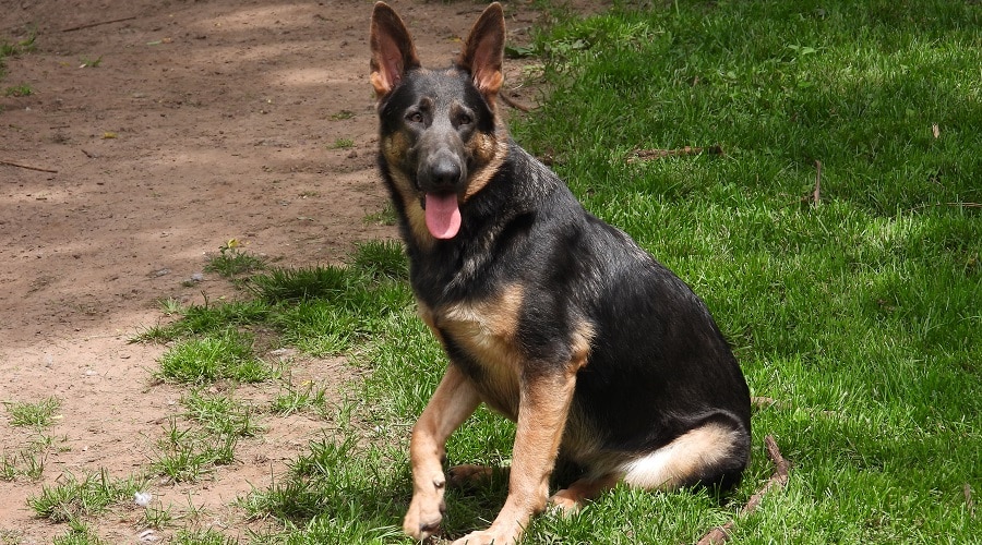 Blue GSD Appearance