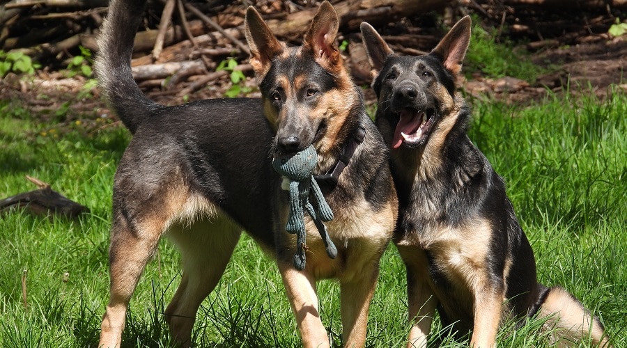 Blue GSD Exercise