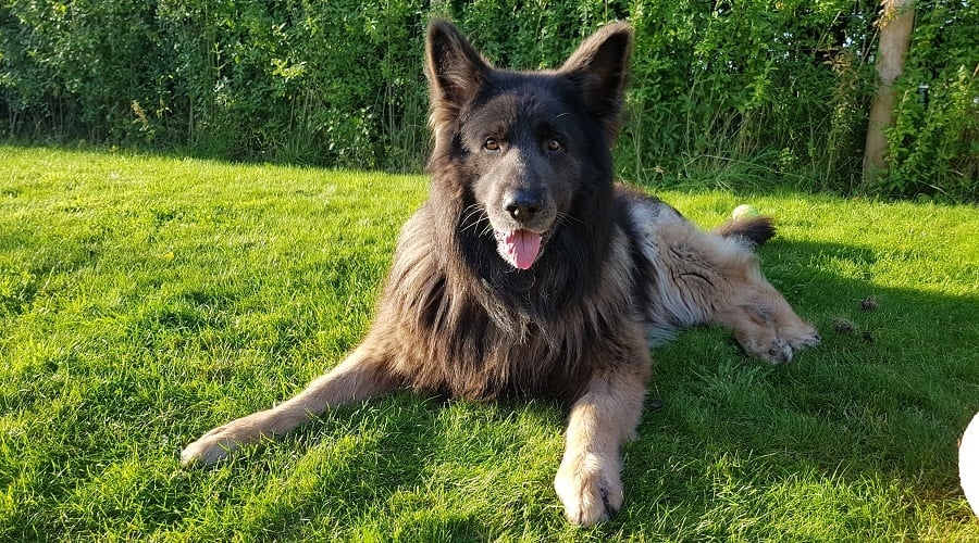Blue GSD Grooming