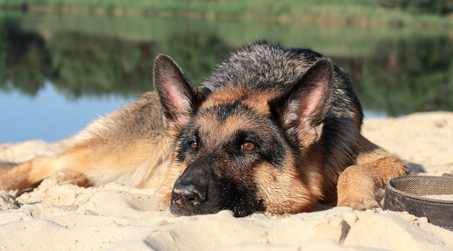 Blue GSD Health