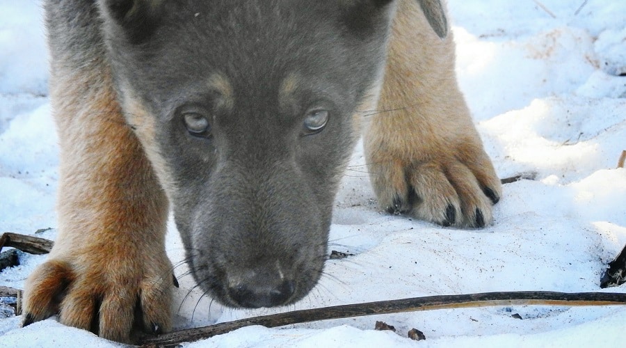Blue GSD Puppy