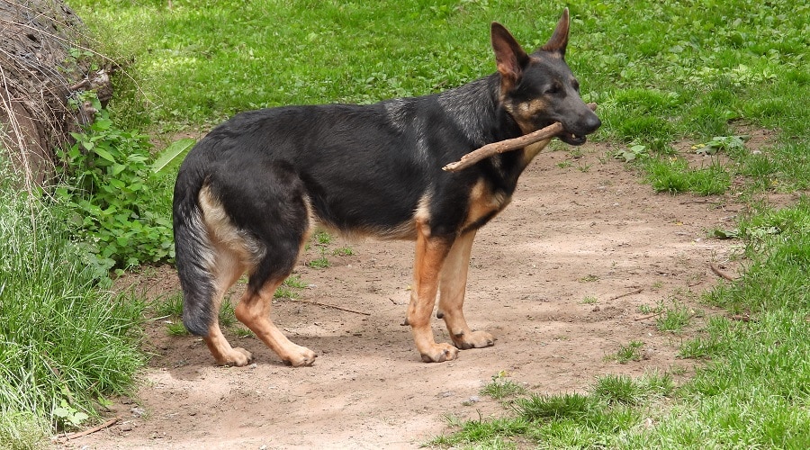 Blue GSD Temperament