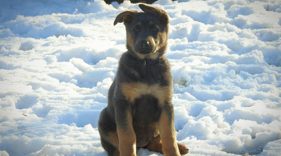 Blue GSD in the Snow