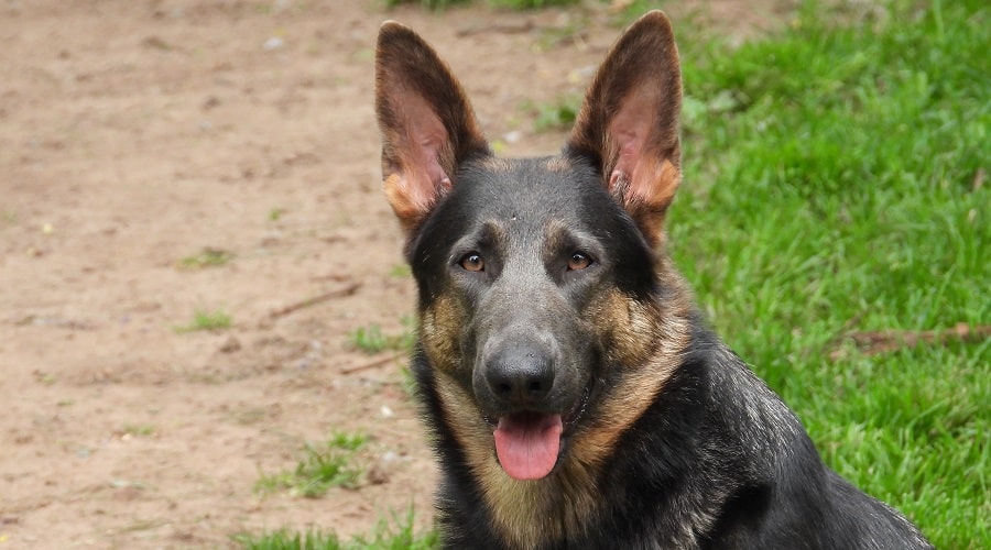 Blue German Shepherd Genetics
