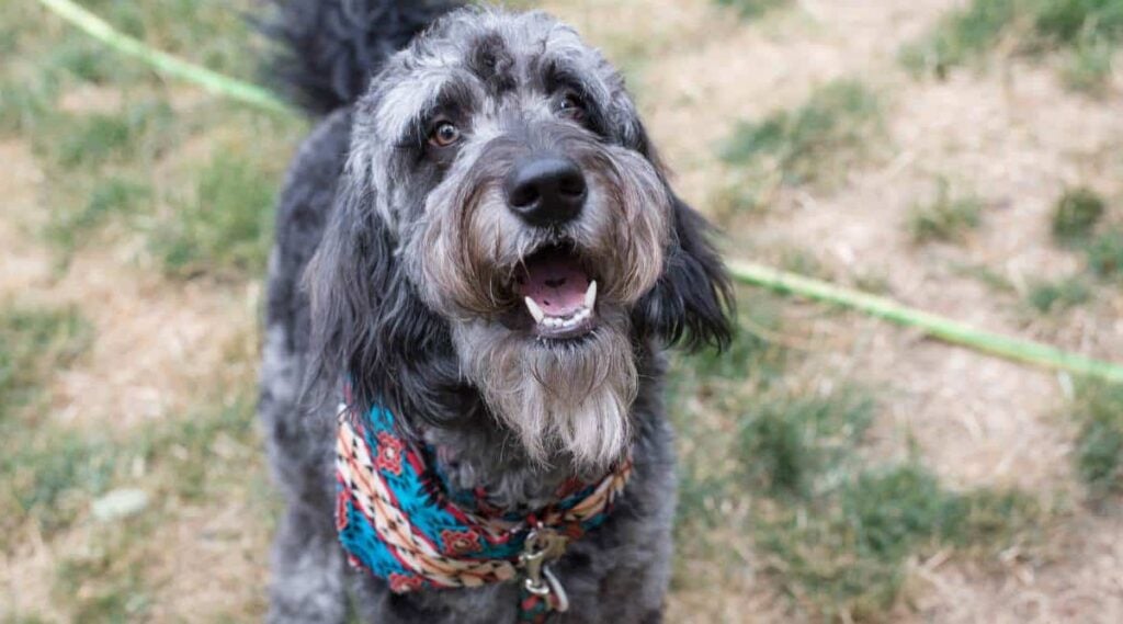 Blue Goldendoodle looking up.