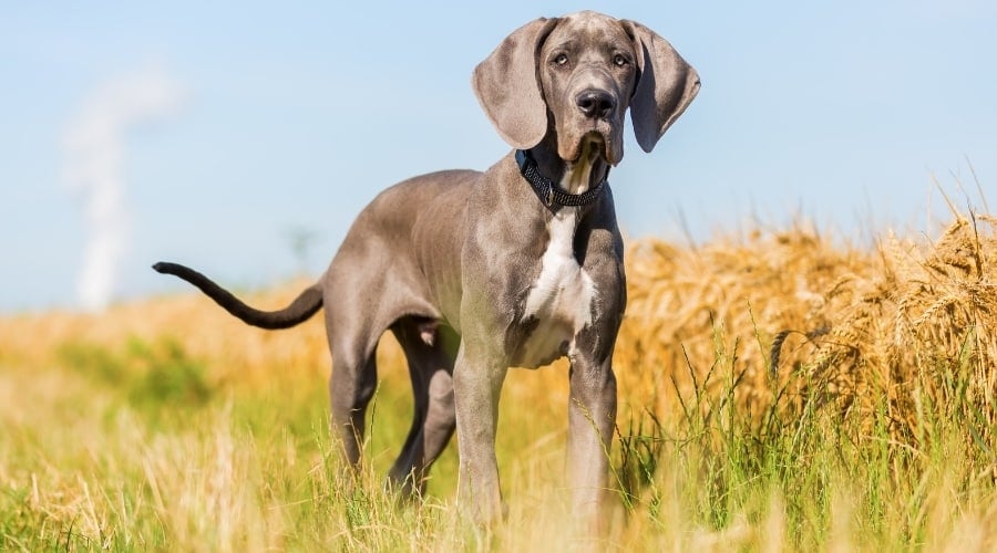 Blue Coated Dog in Hayfield
