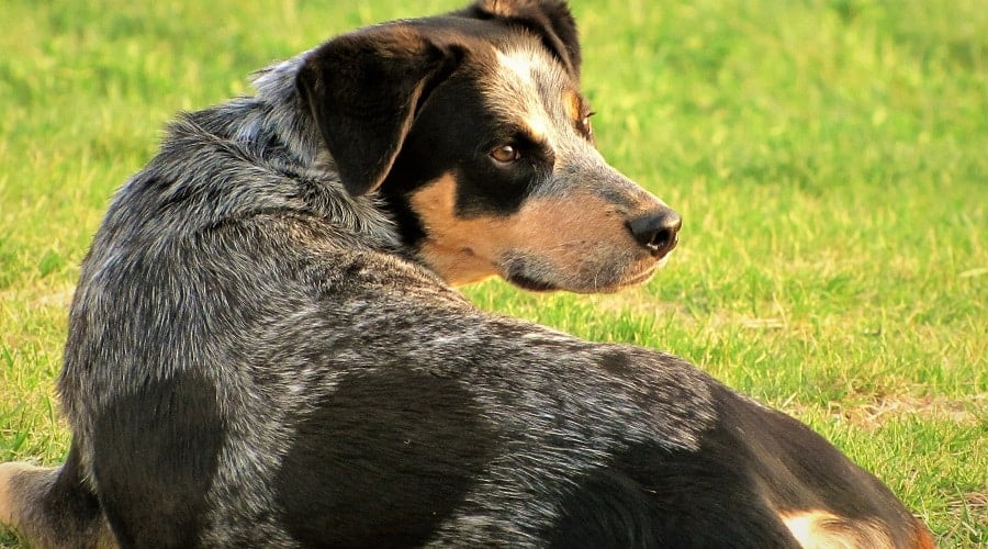 Blue Heeler Australian Shepherd Mix Health