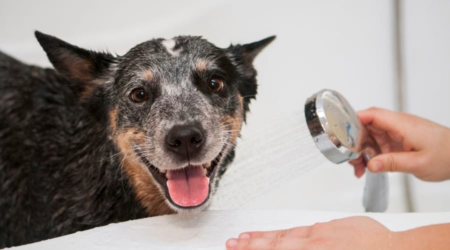 Blue Heeler Bathing