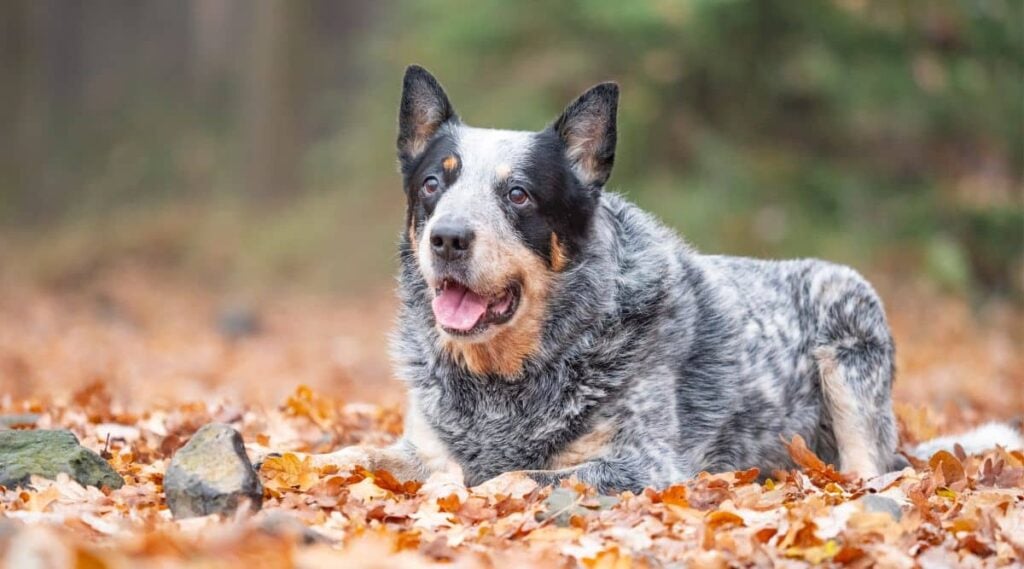 Blue Heeler Corgi Mix outside sitting.