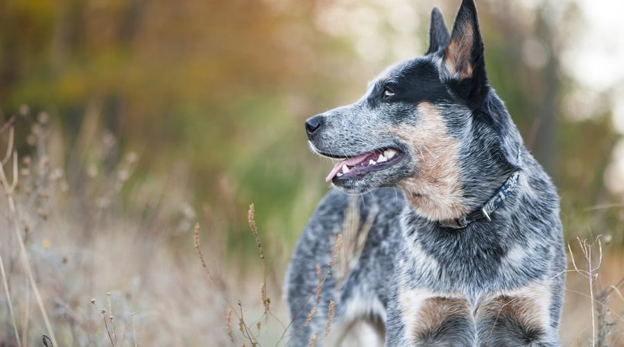Blue Heeler Dog