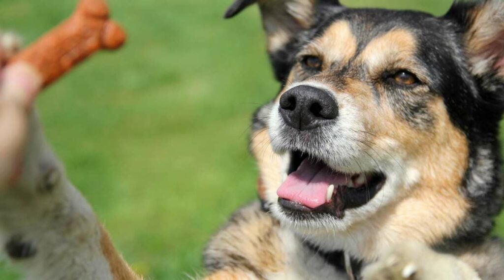 Blue Heeler German Shepherd Mix begging for a treat.