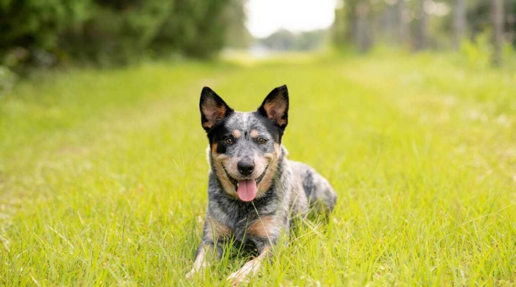 Blue Heeler German Shepherd Mix laying outside.