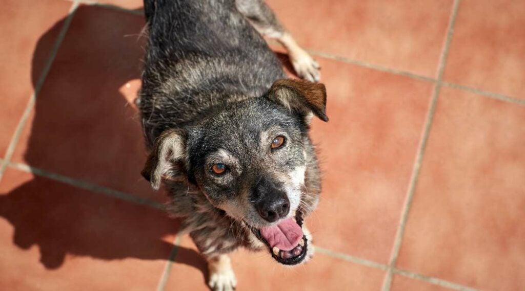 Blue Heeler German Shepherd Mix rescue looking up at the camera with a big smile.
