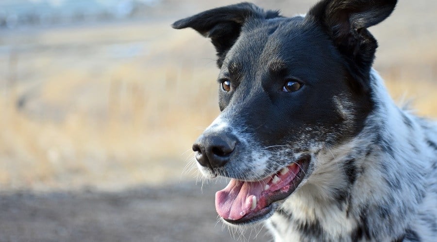 Full Grown Cattle Dog Lab Mix Clearance Australian Cattle Dog Lab