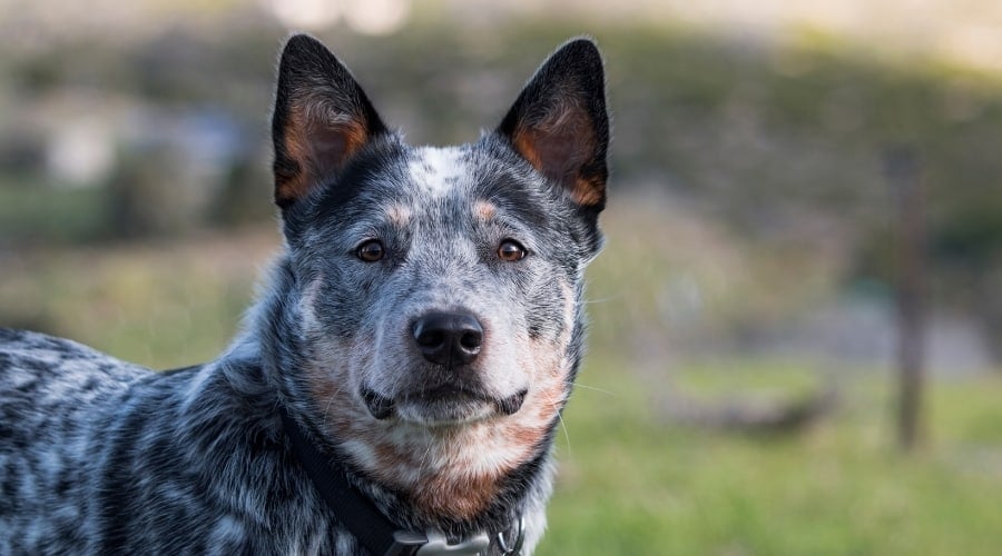 Blue Heeler Outdoors