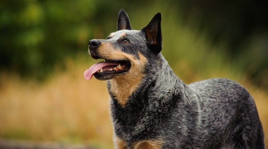 Blue Heeler Outside