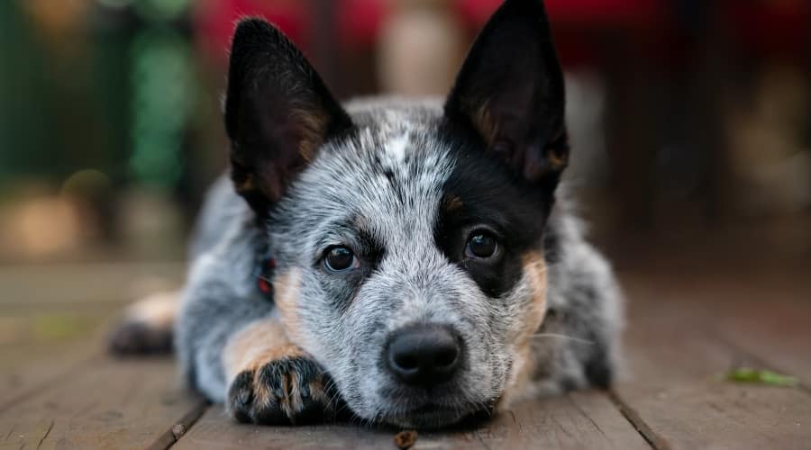 Blue Heeler at Rescue Facility