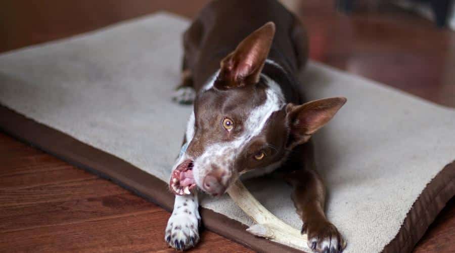 Blue Heeler chewing on bone in living room